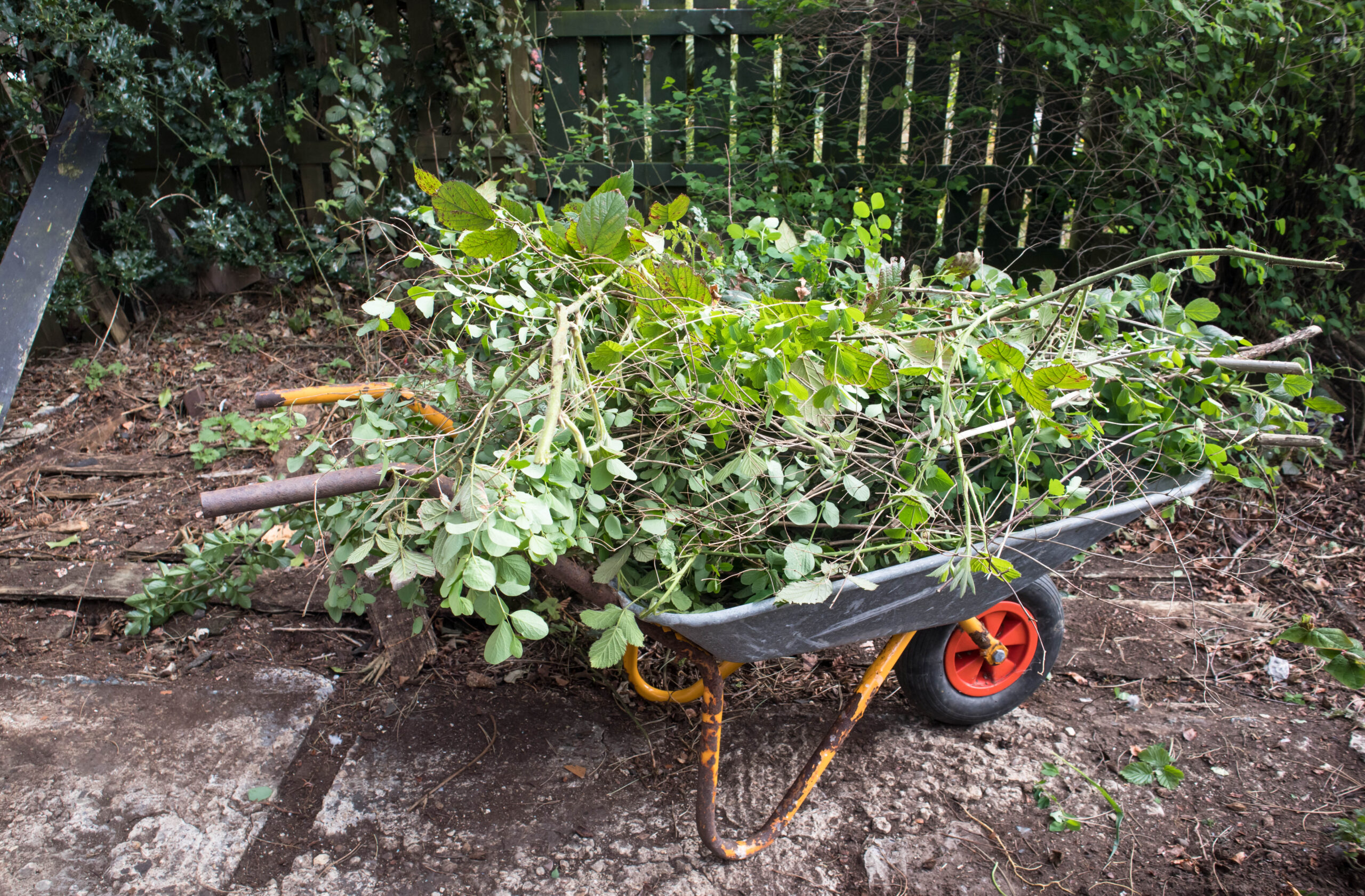 An image of a wheel barrow filled with garden waste.